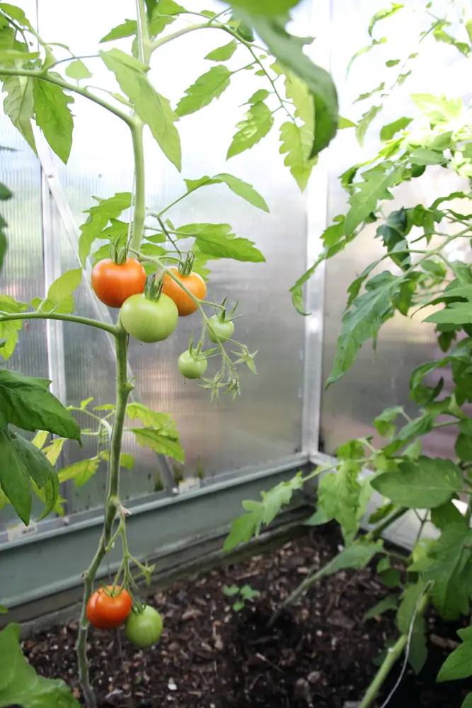 Pied de tomates conservé à l'abri pendant l'hiver