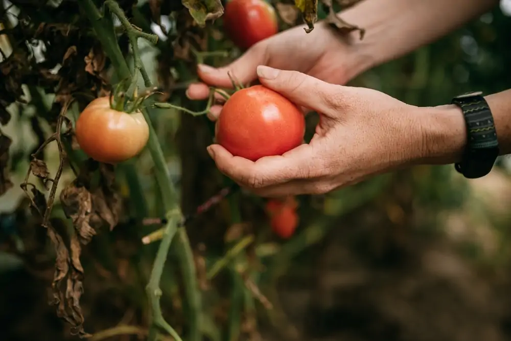 Dernières tomates récoltées avant l'arrivée du froid