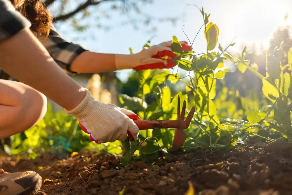 Nettoyer le potager en automne