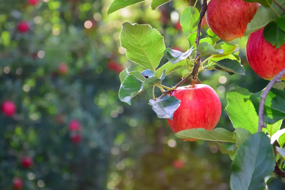 Le pommier, fruitier à planter en octobre