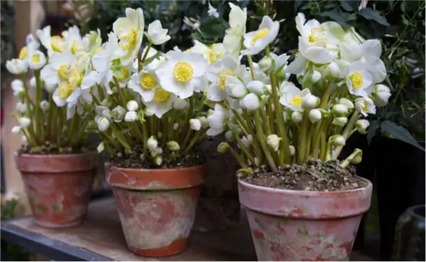 Fleurs d'hellébores