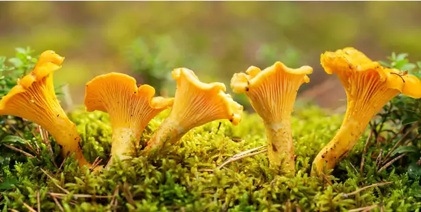 cueillette champignons