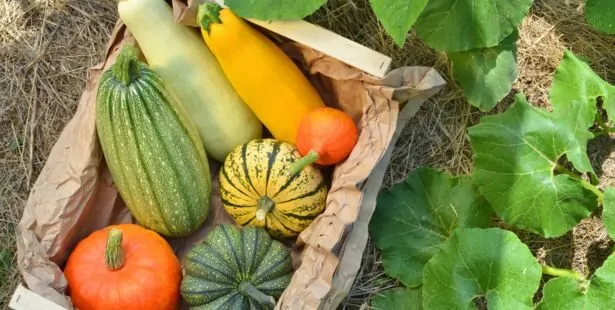 Quand faut-il arrêter d'arroser les courges ?