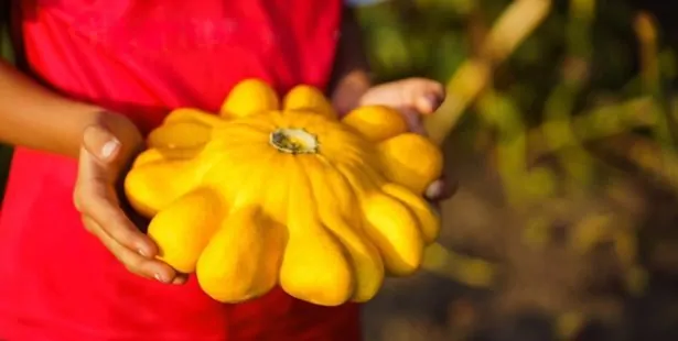 Comment bien récolter les courges ?