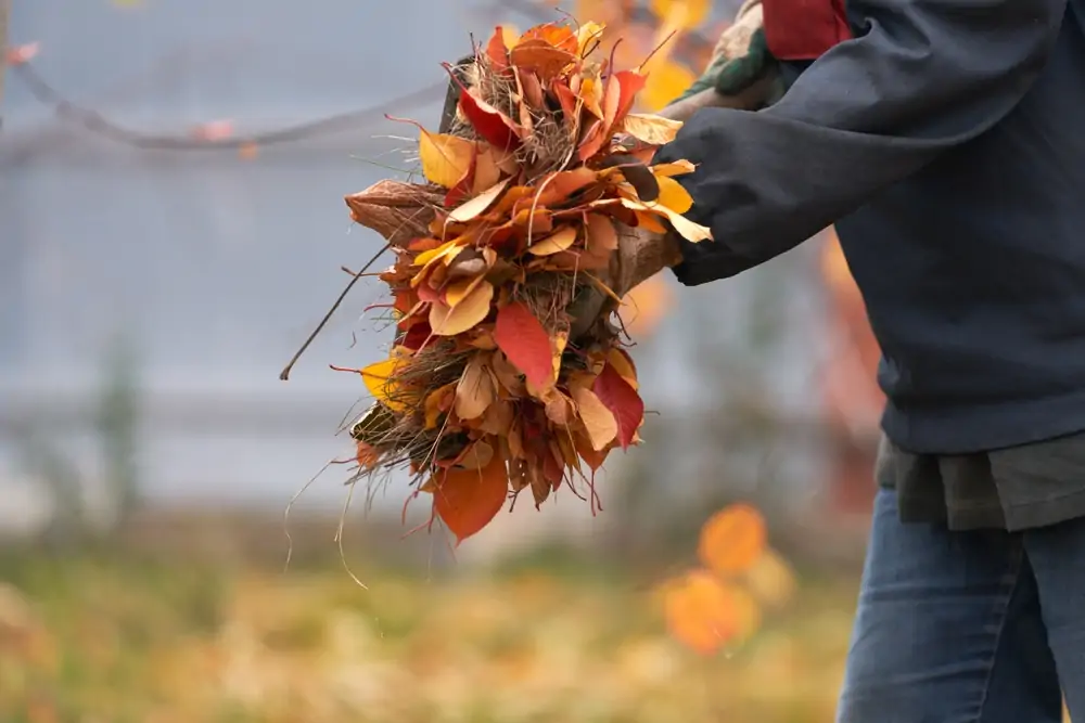Les feuilles mortes à ne pas mettre au compost