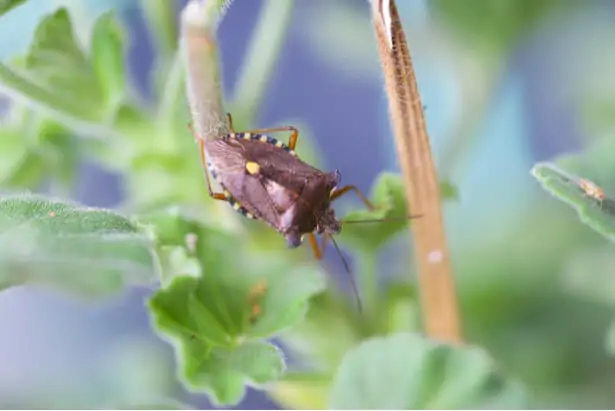 Punaise miride sur la végétation du jardin
