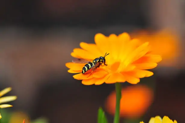 Syrphe adulte posé sur une fleur de souci au jardin