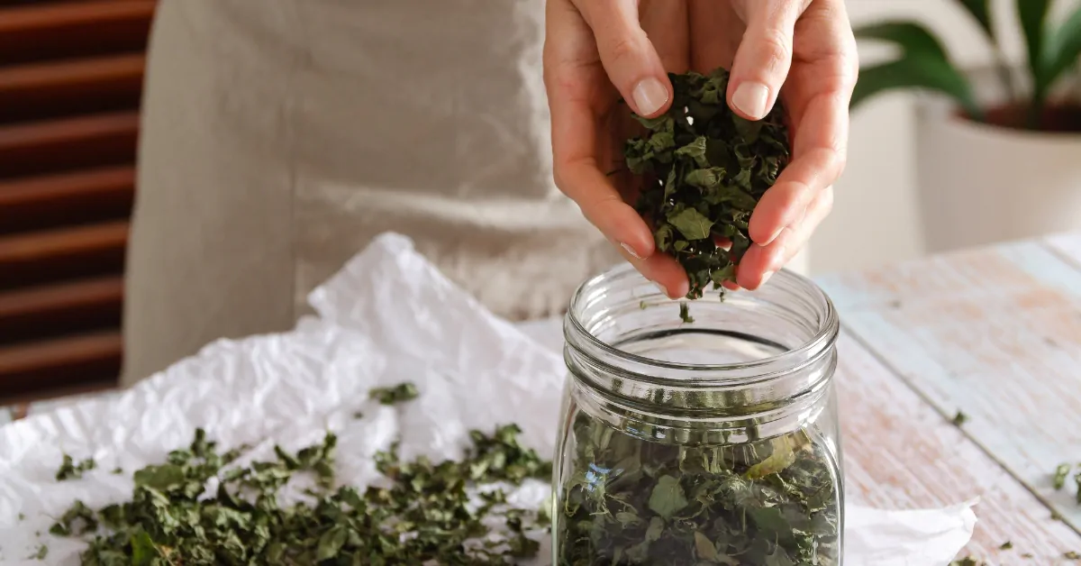 faire sécher la menthe poivrée