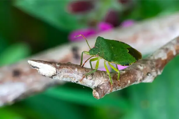 Punaise verte des bois, Palomena prasina, une espèce autochtone