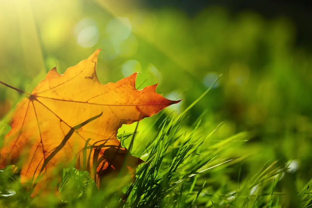 Arroser le gazon en automne