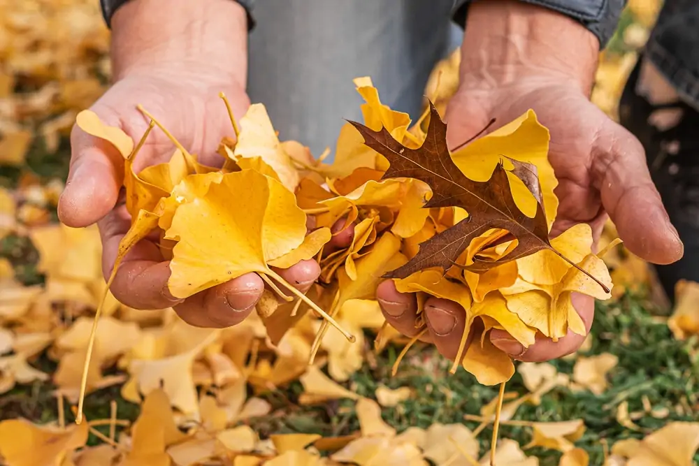 les feuilles mortes au jardin