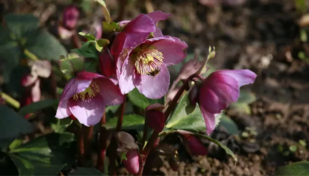 Hellébore en fleurs au jardin